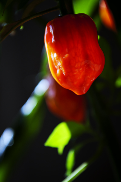 Haba11 600px.jpg - Habanero